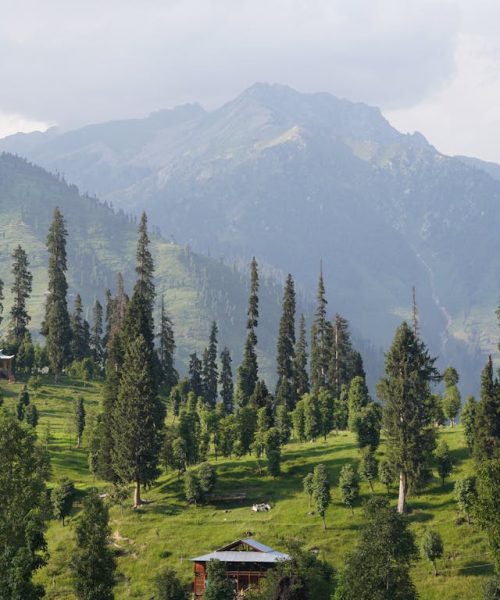 pexels-raja-samad-35776165-15388314 pexels-raja-samad-35776165-15388314