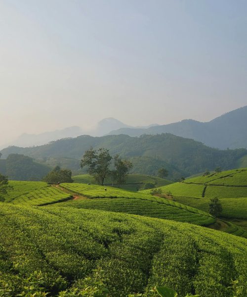 pexels-vietnamhiddenlight-28866969 pexels-vietnamhiddenlight-28866969